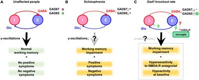 Beyond the γ-aminobutyric acid hypothesis of schizophrenia